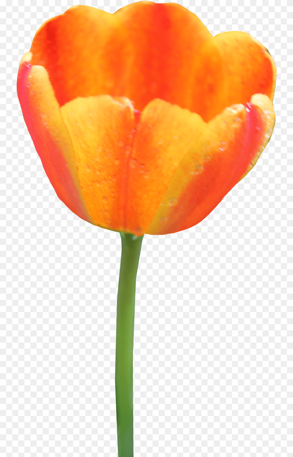 Tulip Image, Flower, Plant, Petal Free Png