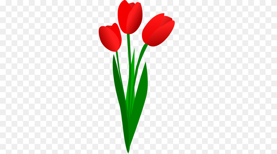 Tulip Clip Art, Flower, Plant, Petal Png Image