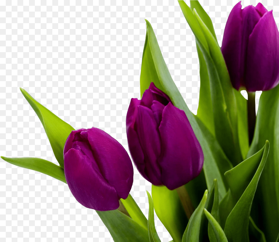 Tulip Image High Resolution Tulip Flower, Plant, Purple, Rose Free Png