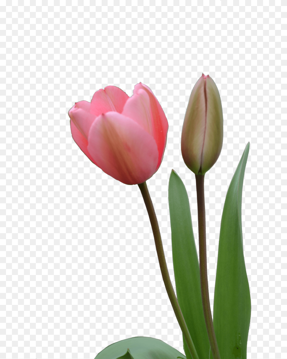 Tulip Image Purepng Cc0 Image Flower Bud Hd, Plant, Rose Free Transparent Png