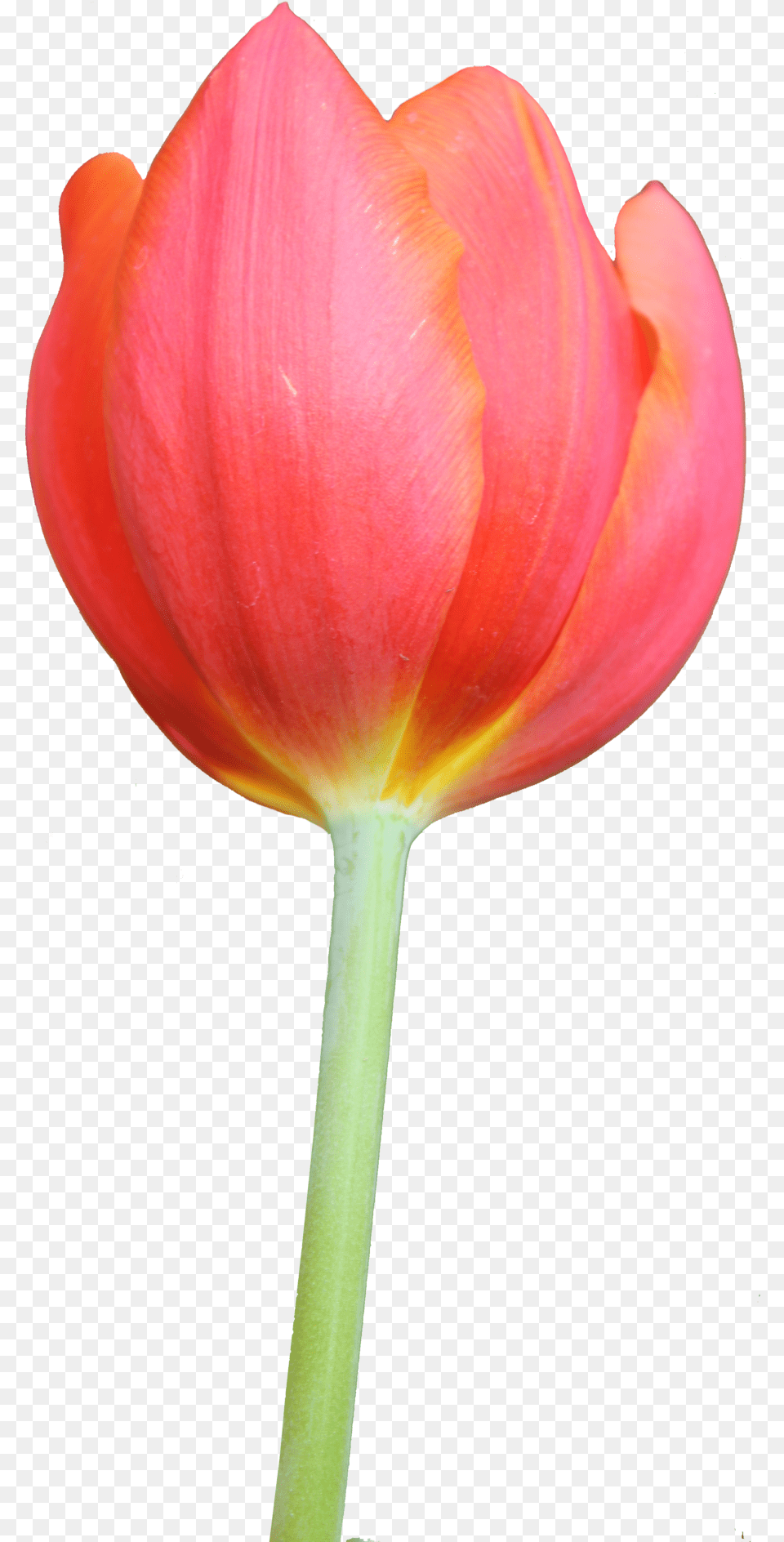 Tulip Image Tulip, Flower, Petal, Plant Png
