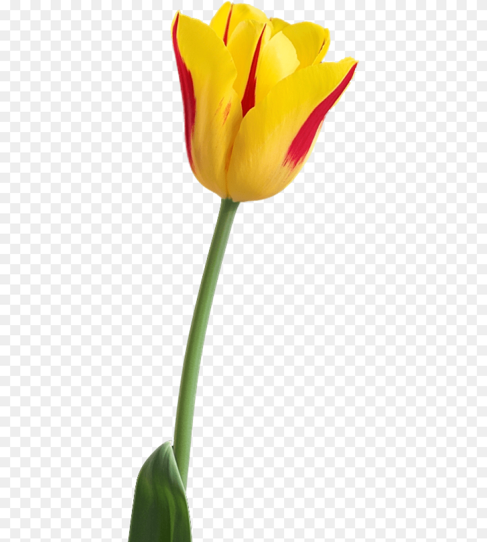 Tulip Image Tulip Flower Hd, Plant Free Png Download