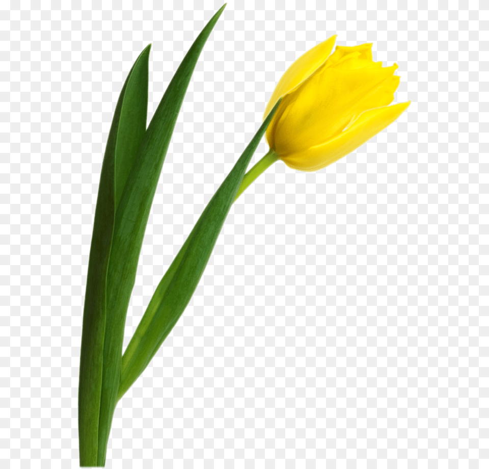 Tulip Image Yellow Tulip, Flower, Plant, Daffodil Png