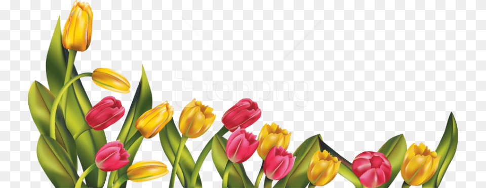 Tulip Images Background Images Tulip, Flower, Plant Free Transparent Png