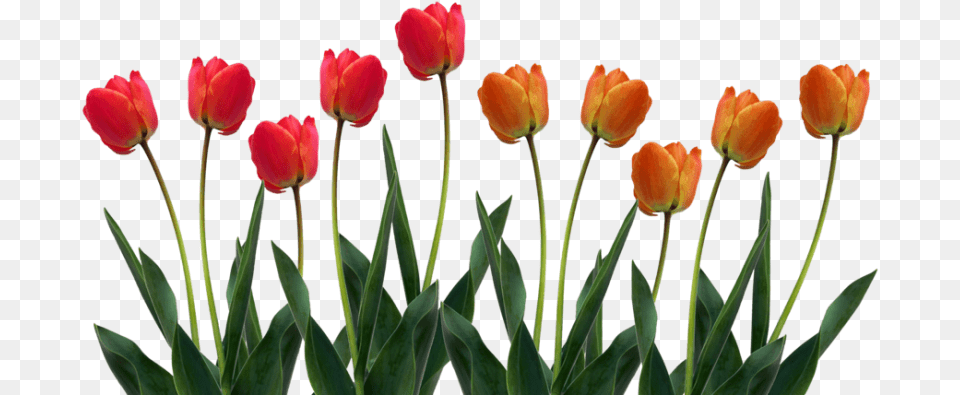 Tulip Images Clipart Tulips Clipart, Flower, Plant Free Png