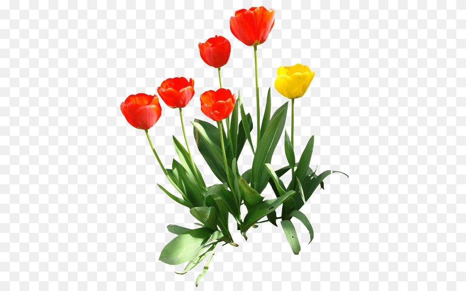 Tulip Images Transparent Free Download, Flower, Plant Png