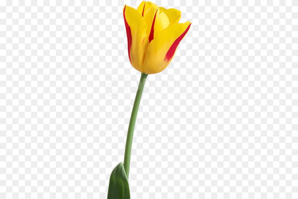 Tulip Images Tulip Flower Hd, Plant, Rose Free Transparent Png