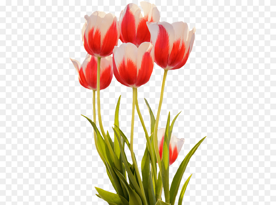 Tulip Merah Musim Semi Bunga Gambar Bunga Tulip Mekar, Flower, Plant Free Transparent Png