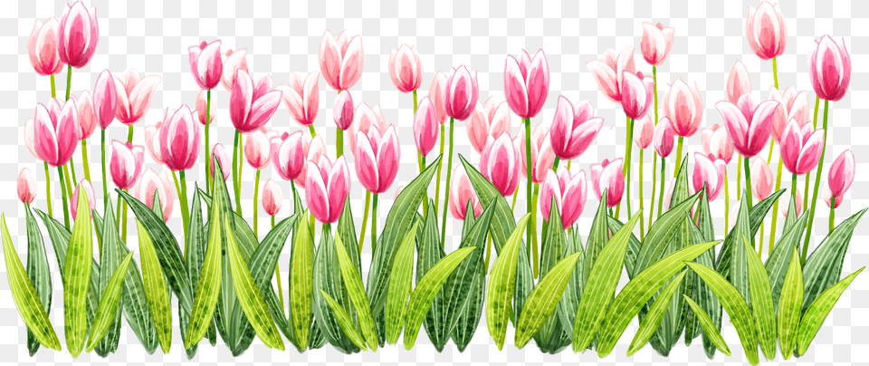 Tulip Pic Free Png