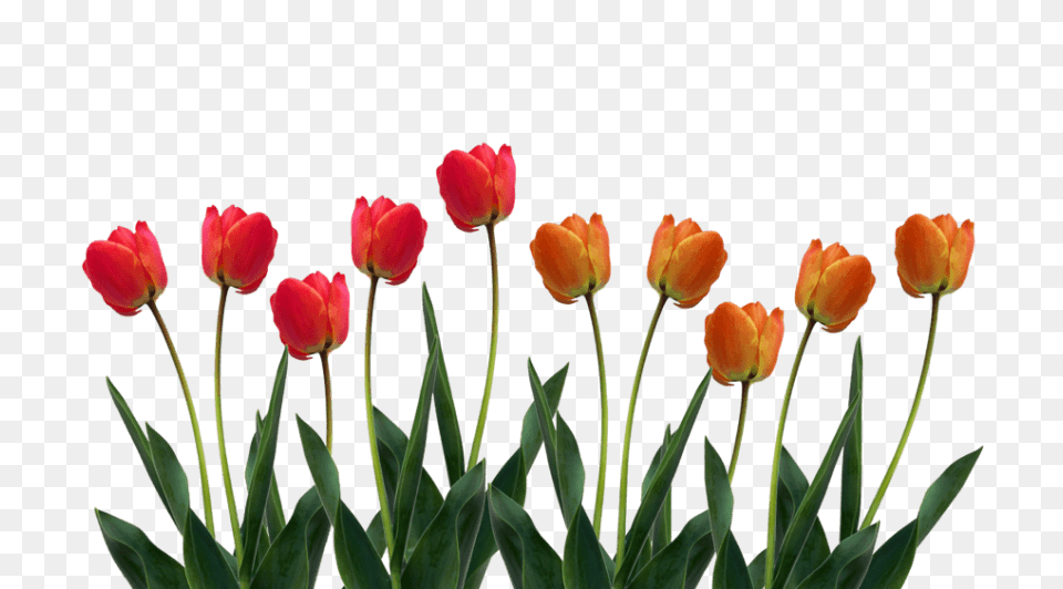 Tulip Pic, Flower, Plant Png