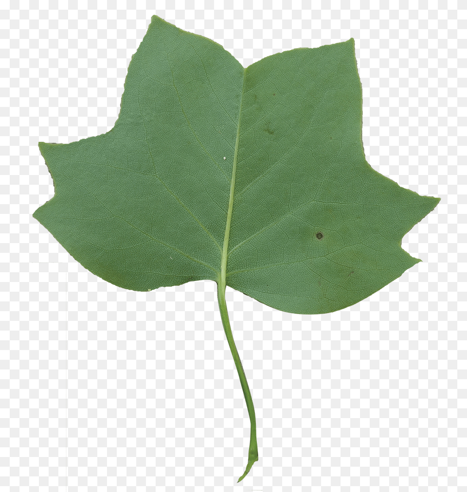 Tulip Poplar Leaf, Oak, Plant, Sycamore, Tree Png