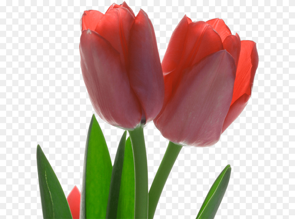 Tulip Red Flower Tulips Plant, Rose Free Transparent Png