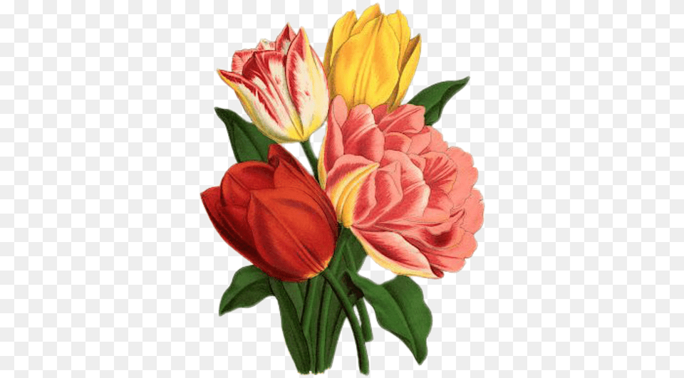 Tulip Rose Vintage Free On Pixabay Tulip Flower Vintage, Dahlia, Plant, Petal, Art Png Image