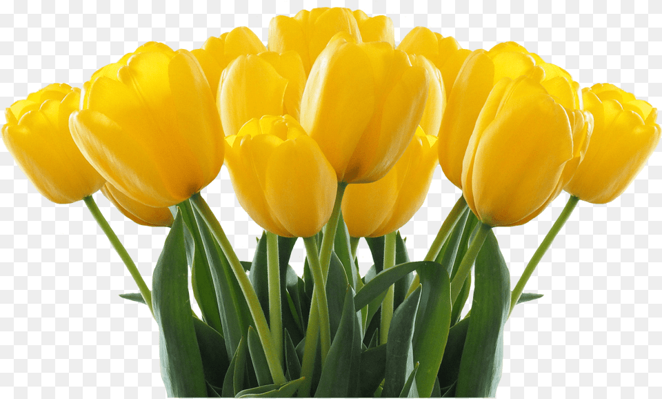 Tulip Sister Birthday Wishes English, Flower, Plant Free Transparent Png