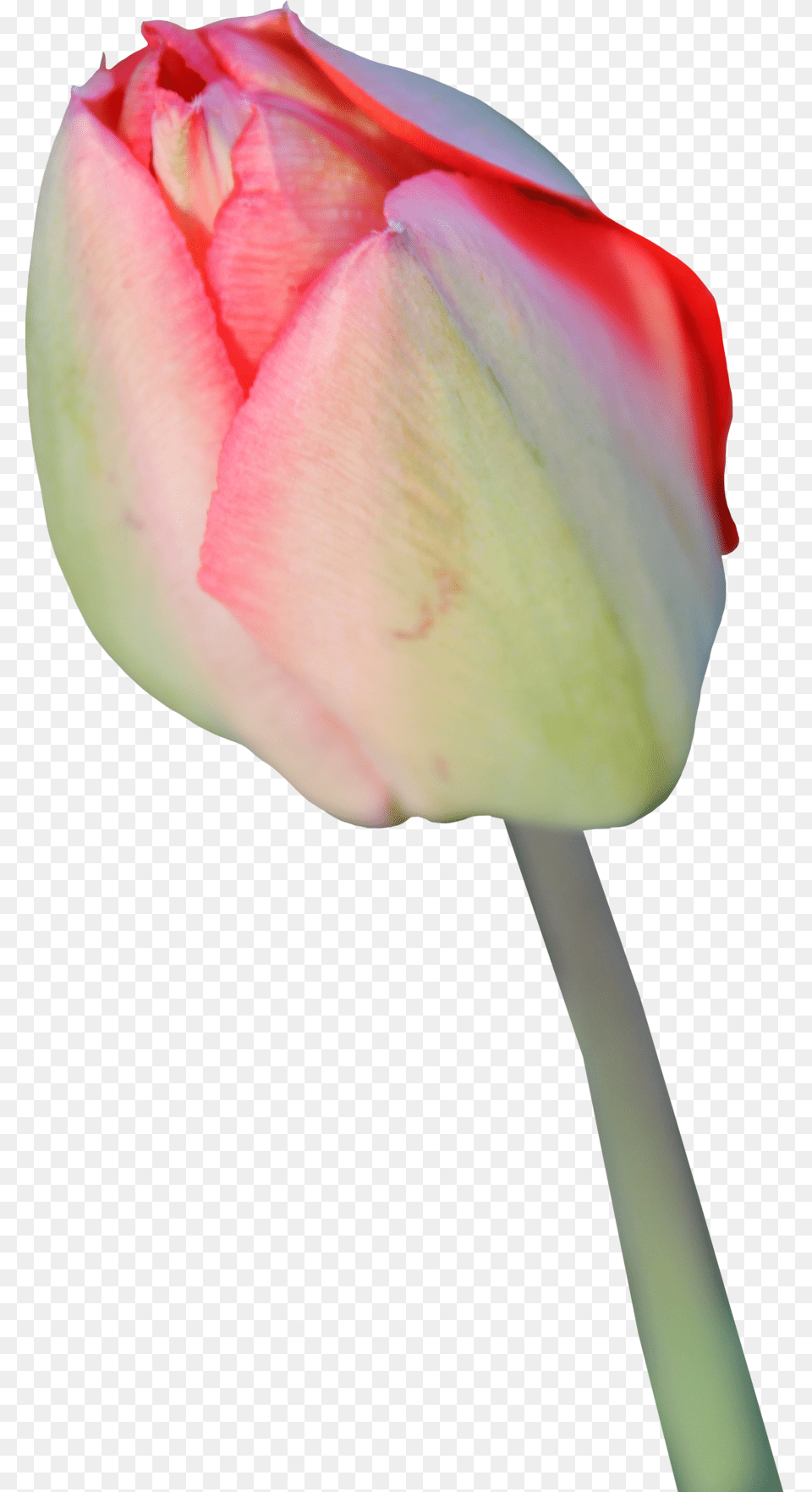 Tulip Transparent Background, Flower, Plant, Rose Free Png Download