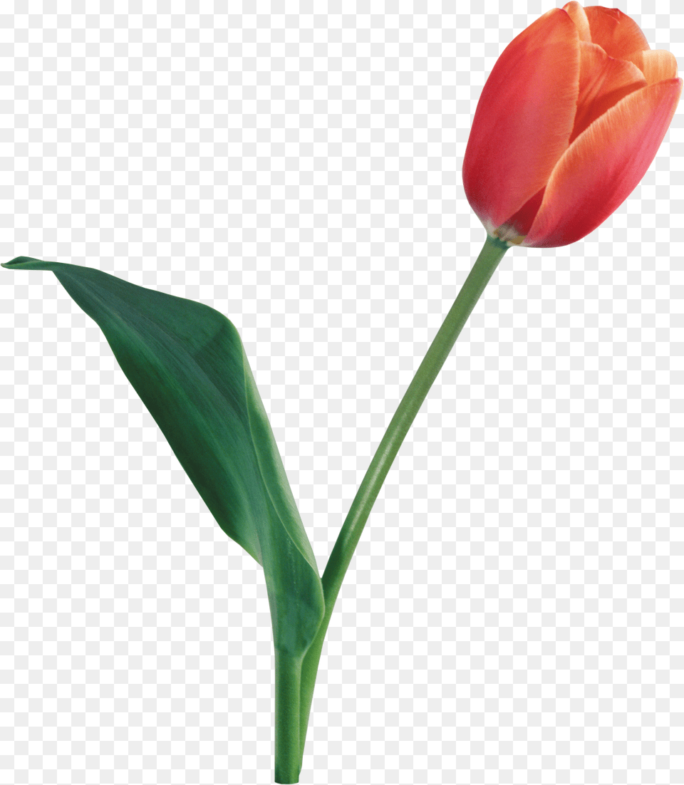 Tulip Transparent Background, Flower, Plant Free Png Download