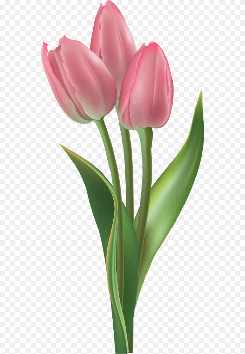 Tulip Transparent Easter, Flower, Plant, Petal, Art Free Png Download