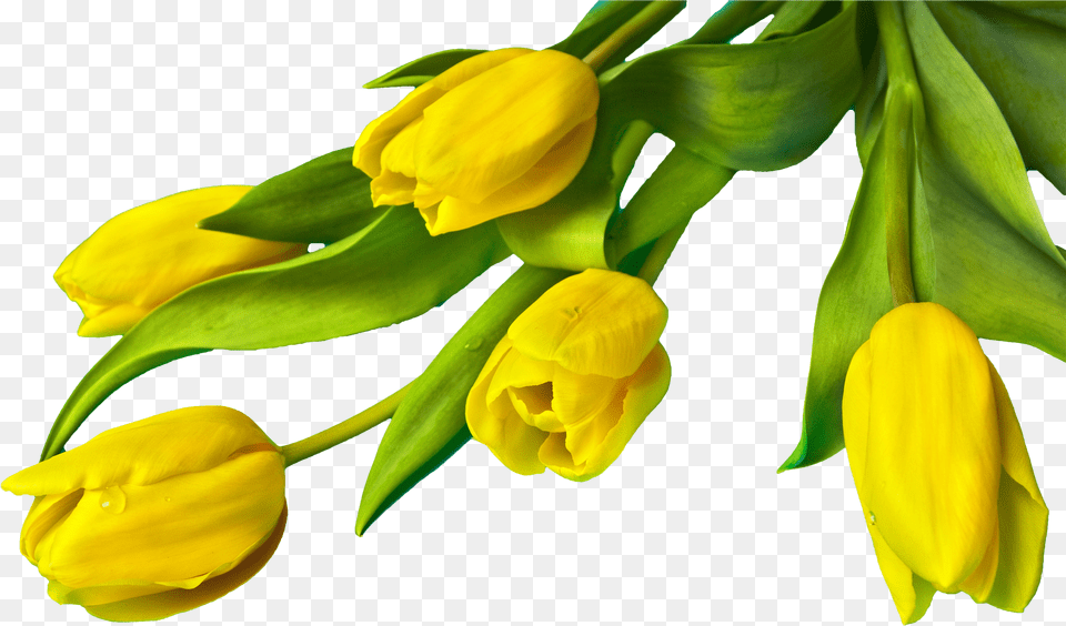 Tulip Easter Picture Yellow Tulip Flower Free Transparent Png