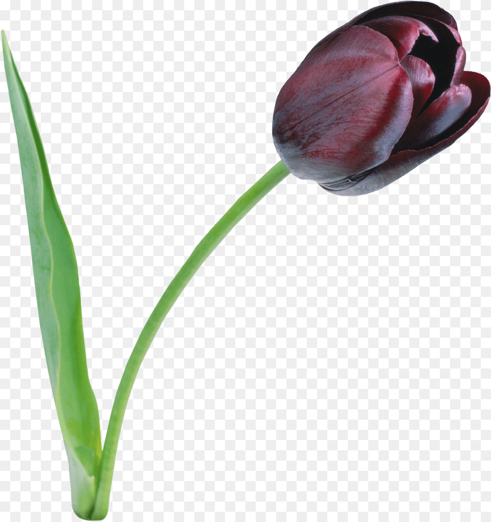 Tulip File Black Tulip, Flower, Plant, Rose Free Transparent Png