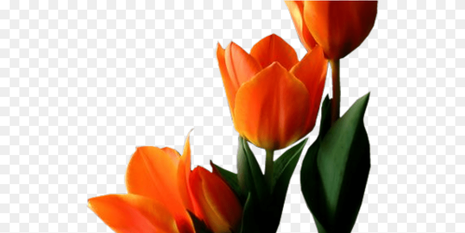 Tulip Transparent Images Orange Tulip, Flower, Plant, Petal Free Png Download