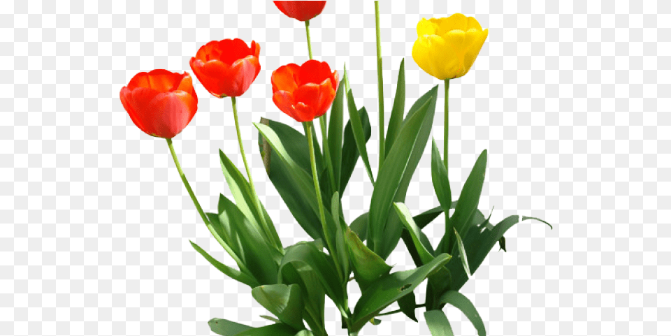 Tulip Transparent Images Transparent Tulip, Flower, Plant Free Png Download