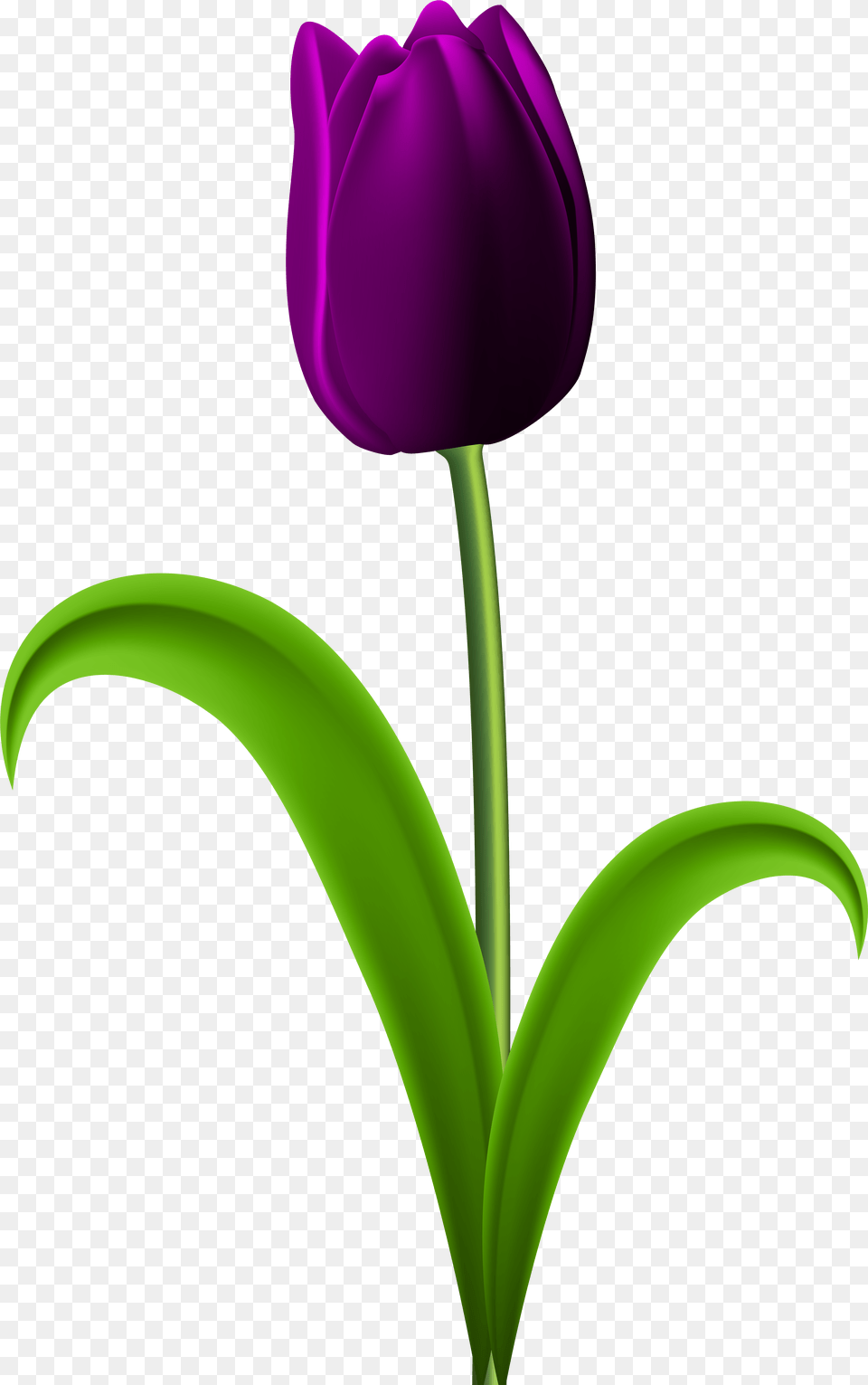 Tulip Transparent Purple Purple Tulips Flowers Clipart, Flower, Plant Png Image