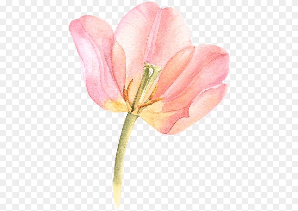 Tulip Watercolor Black And White Library, Anther, Flower, Petal, Plant Free Transparent Png