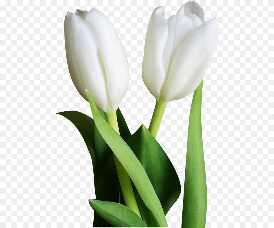 Tulip Transparent White Picture White Tulip Flowers, Flower, Plant, Petal Png Image