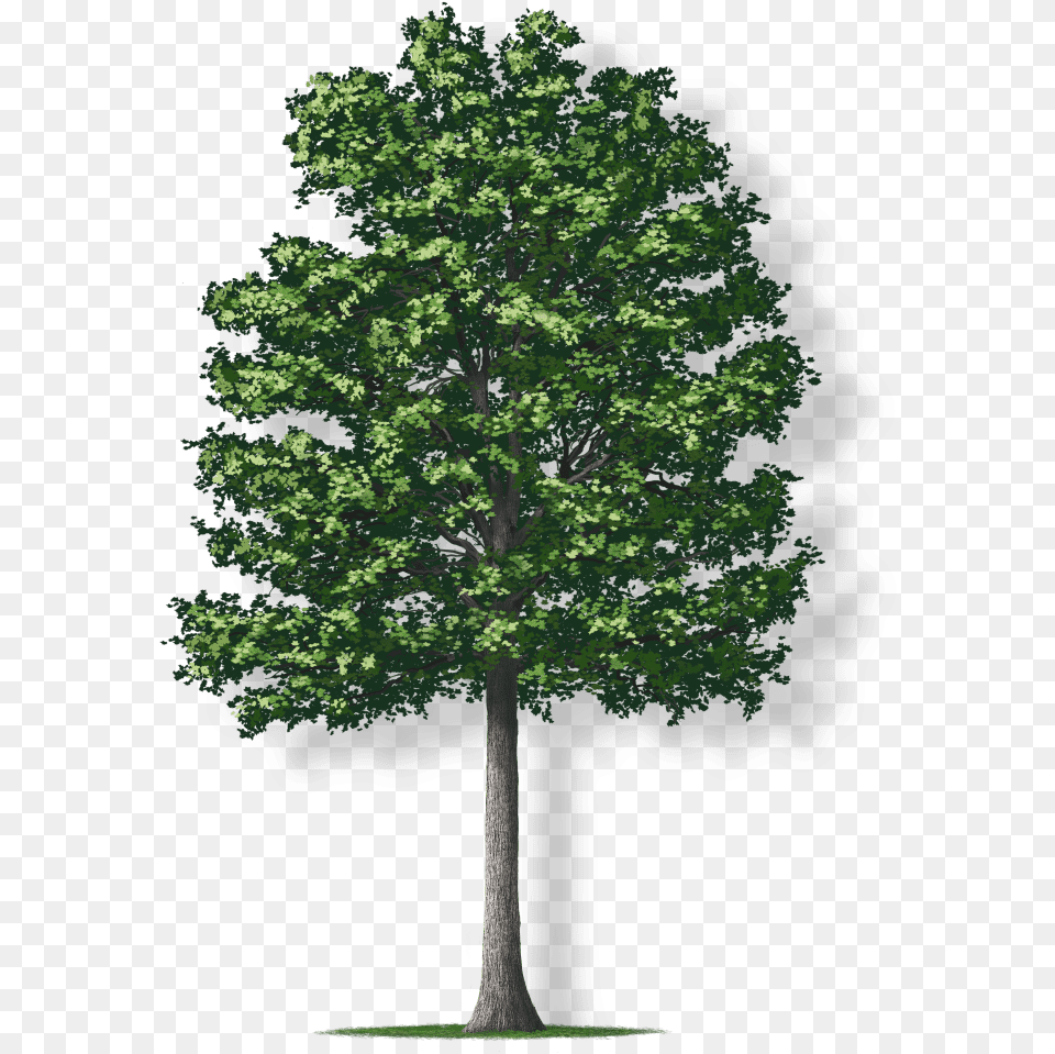 Tulip Tree, Oak, Plant, Sycamore, Maple Png Image