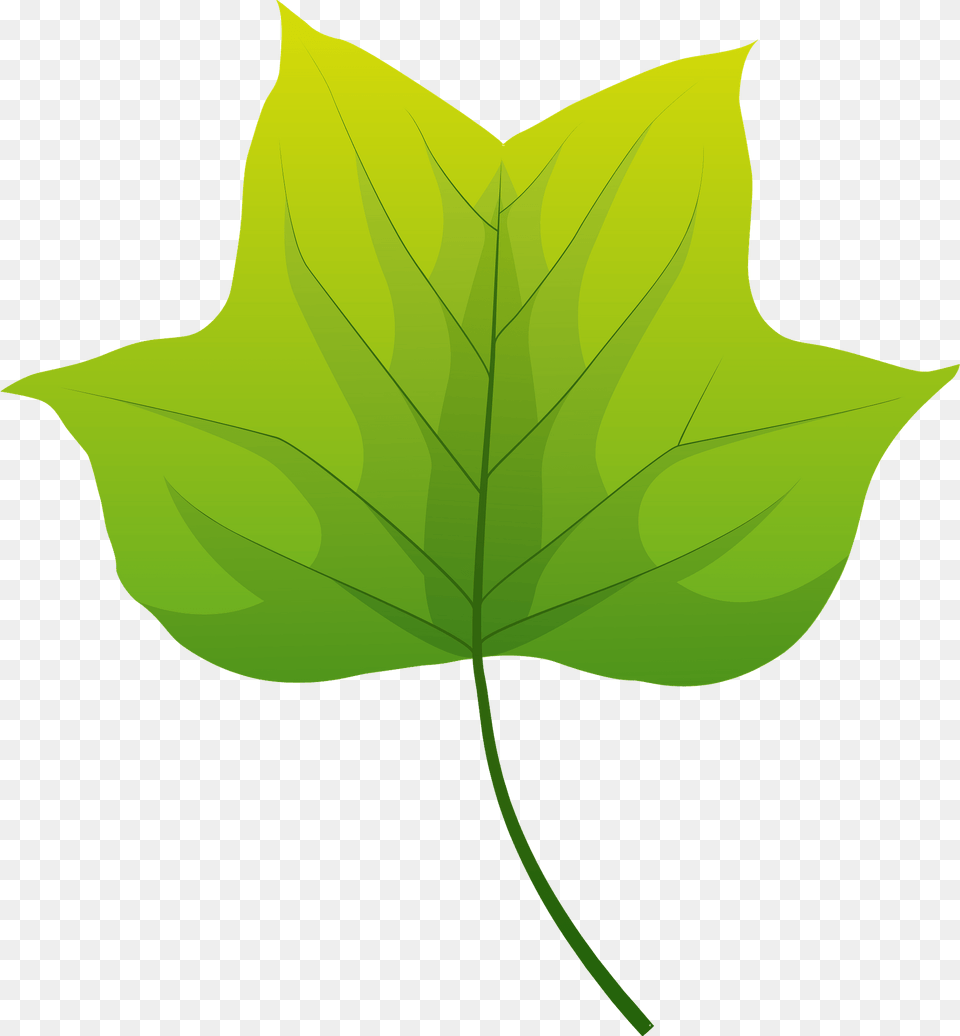 Tulip Tree Autumn Leaf Clipart, Plant, Maple Leaf, Oak, Sycamore Free Transparent Png