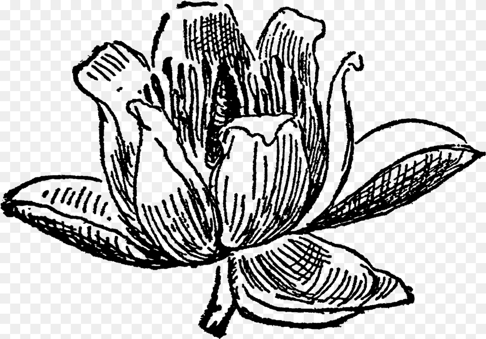 Tulip Tree Flower Blossom Drawing Download Tulip Tree Drawing, Gray Png