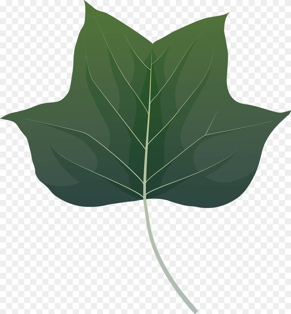 Tulip Tree Green Leaf Clipart, Oak, Plant, Sycamore, Maple Leaf Free Png