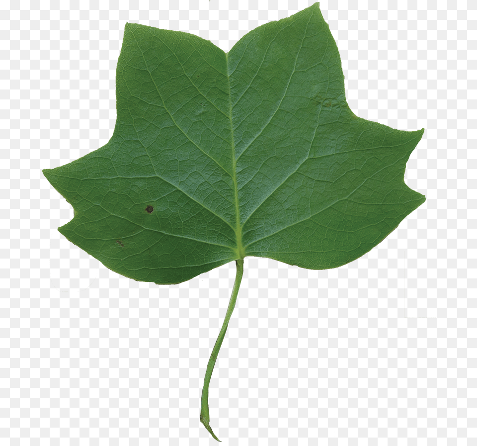 Tulip Tree Leaf, Plant, Oak, Sycamore Free Png Download