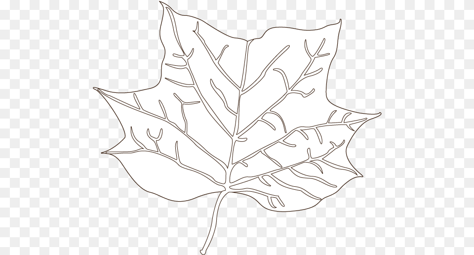Tulip Tree Leaf Illustration Drawing, Maple Leaf, Plant, Person Png