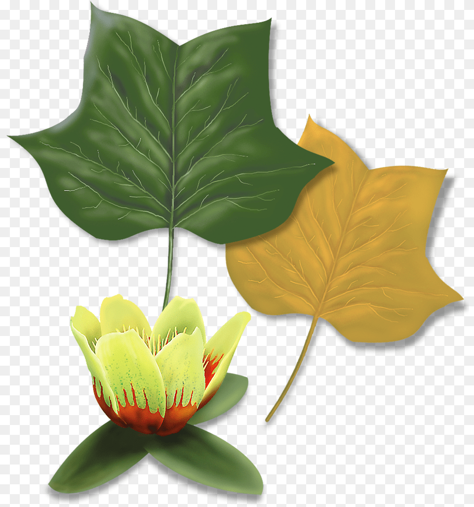 Tulip Tree Maple Leaf, Flower, Plant, Lily, Pond Lily Free Png Download