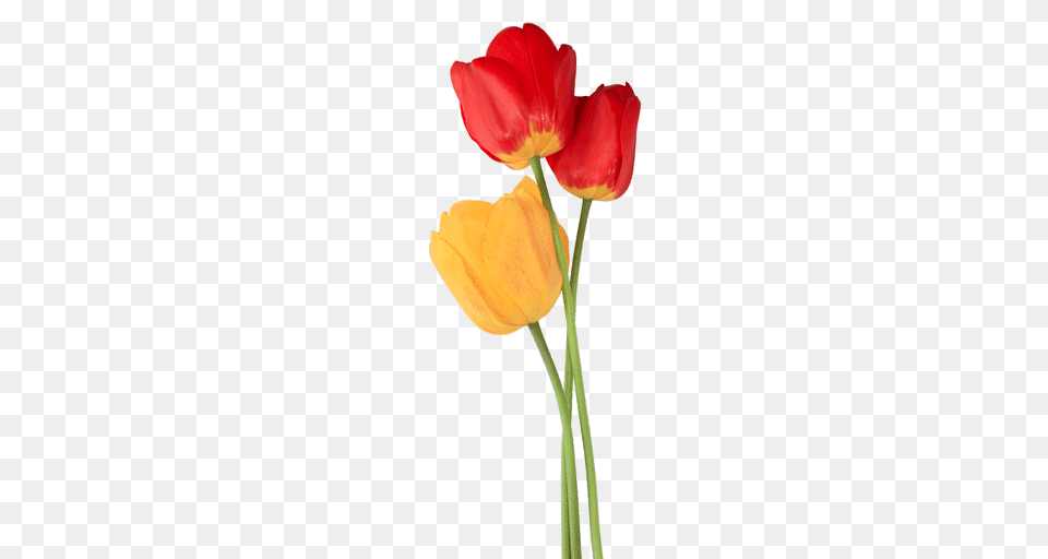 Tulip Trio, Flower, Plant, Petal Png