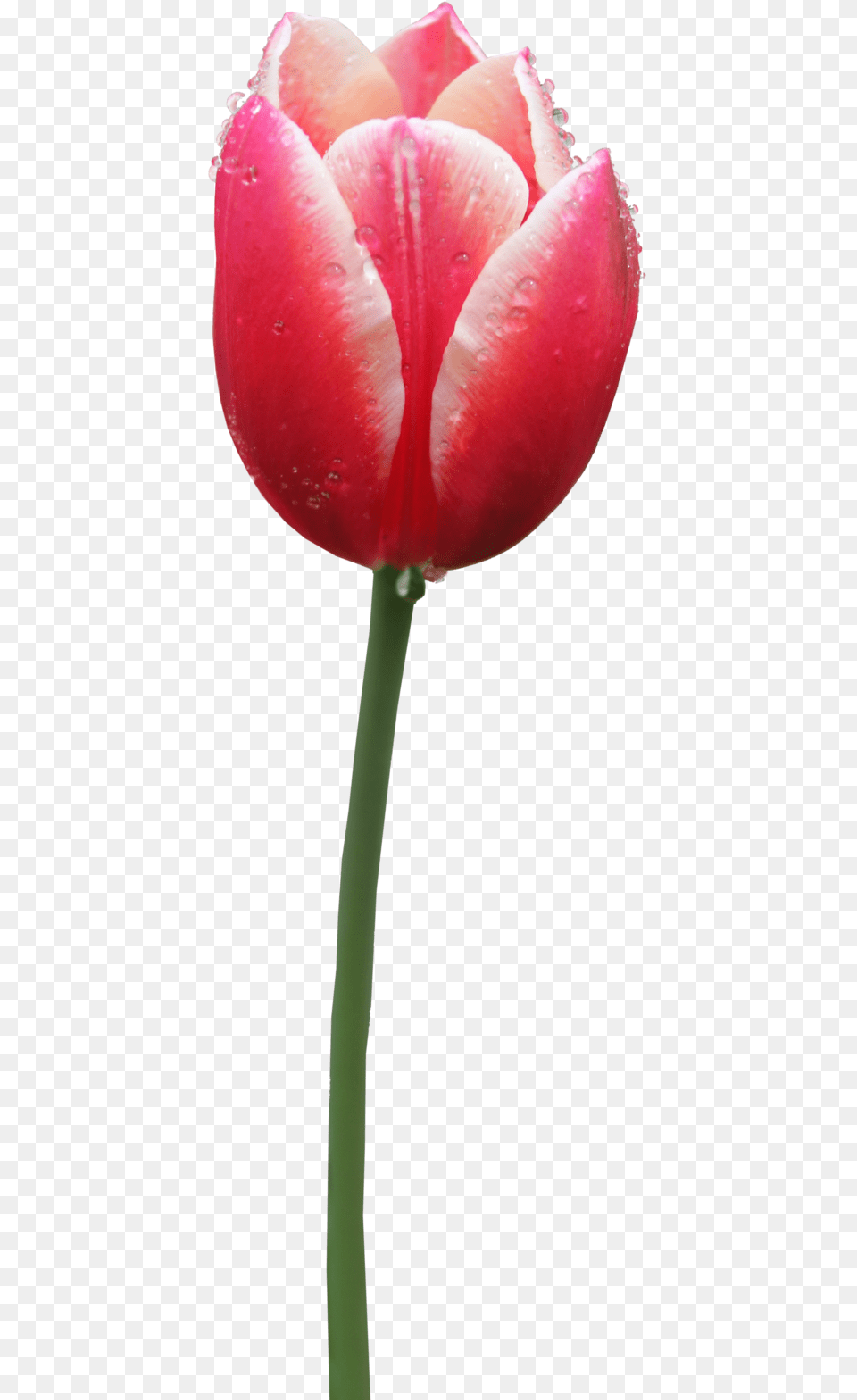 Tulip Tulip, Flower, Plant Png Image