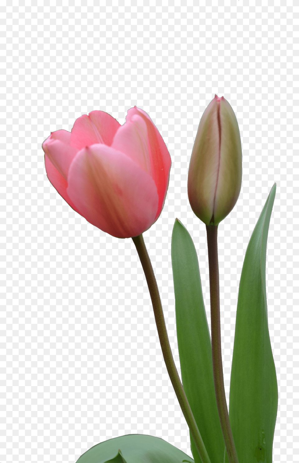 Tulip Tulip Bud, Flower, Plant, Rose, Petal Free Png Download