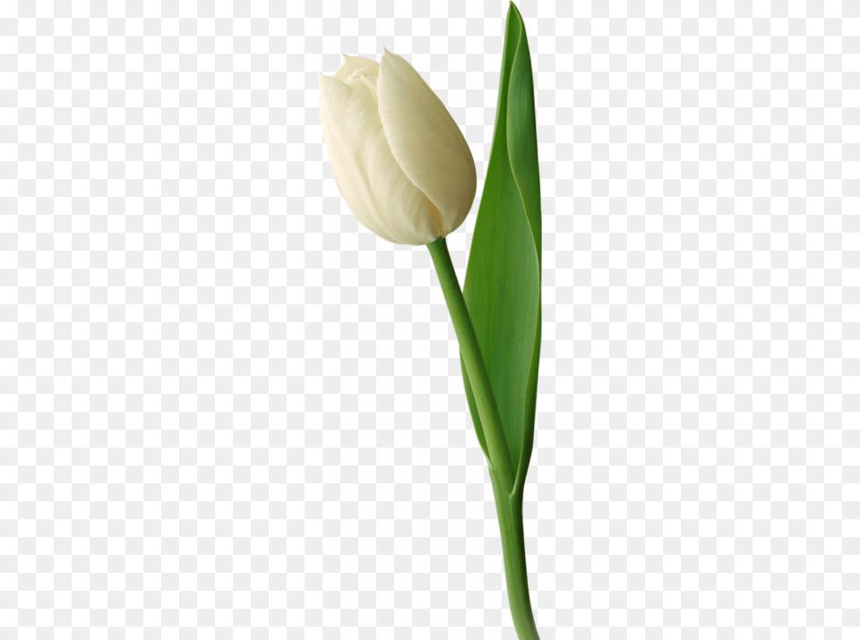 Tulip White White Tulip Flower, Plant, Petal Png Image
