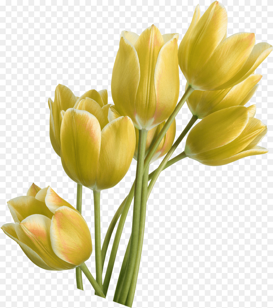 Tulip Yellow Flower, Plant, Rose, Petal, Flower Arrangement Png