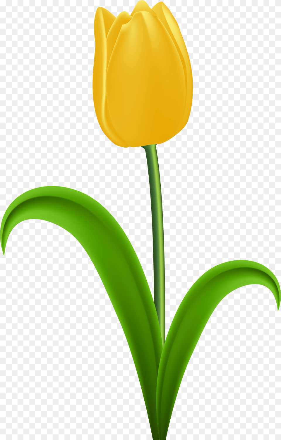 Tulip Yellow Flower Clip Art, Plant Free Png Download