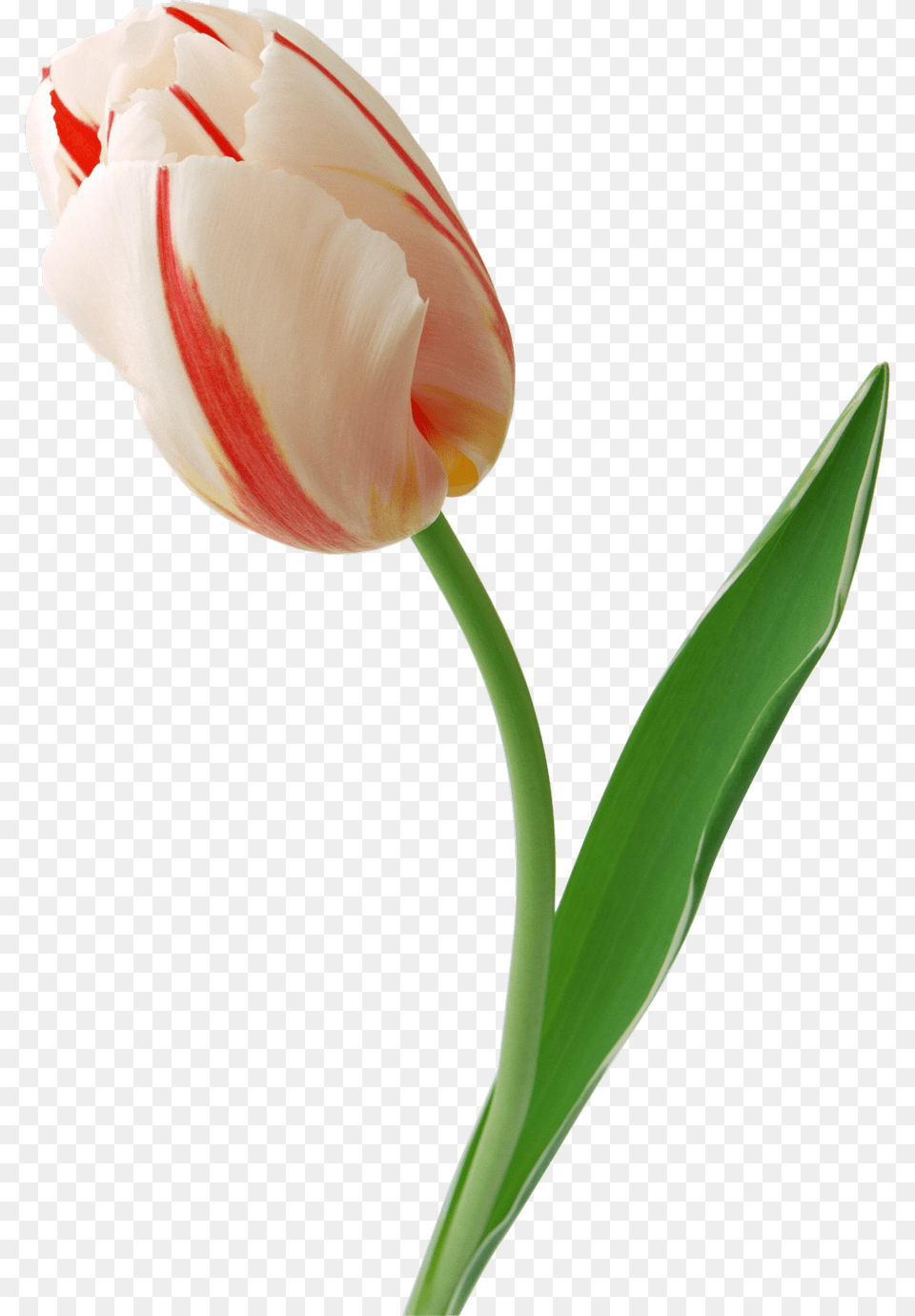 Tulip You, Flower, Plant, Rose Free Png Download