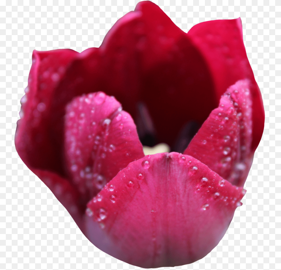 Tulipa Humilis, Flower, Petal, Plant, Rose Free Transparent Png