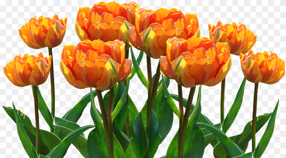 Tulipa Laranja, Flower, Plant, Tulip Free Transparent Png