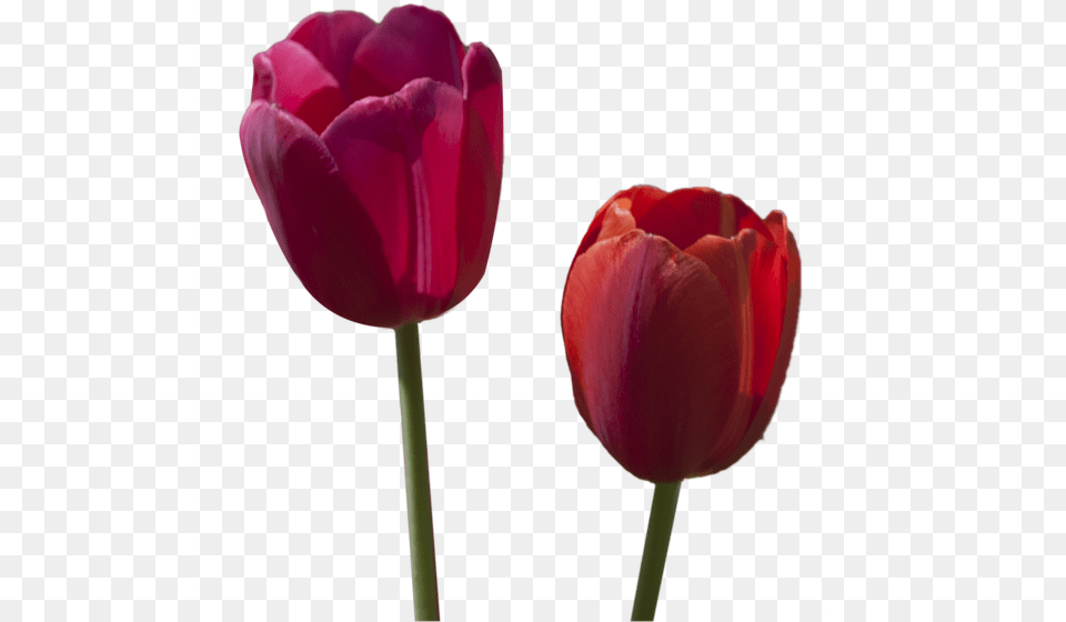 Tulipanes Rojos Pintados En Oleo En Grande, Flower, Plant, Tulip, Rose Free Png