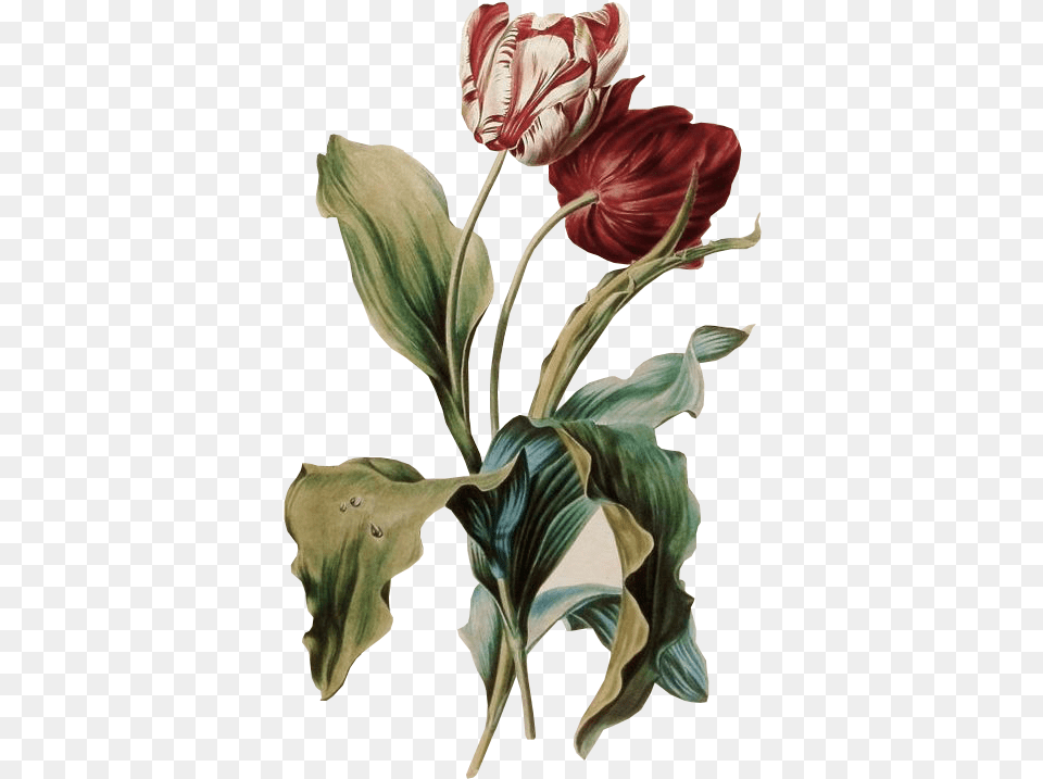 Tulipe Des Jardins Gerard Van Spaendonck, Flower, Plant, Art, Painting Png Image