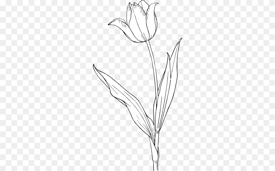Tulipe Dessin, Art, Drawing, Bow, Flower Free Png