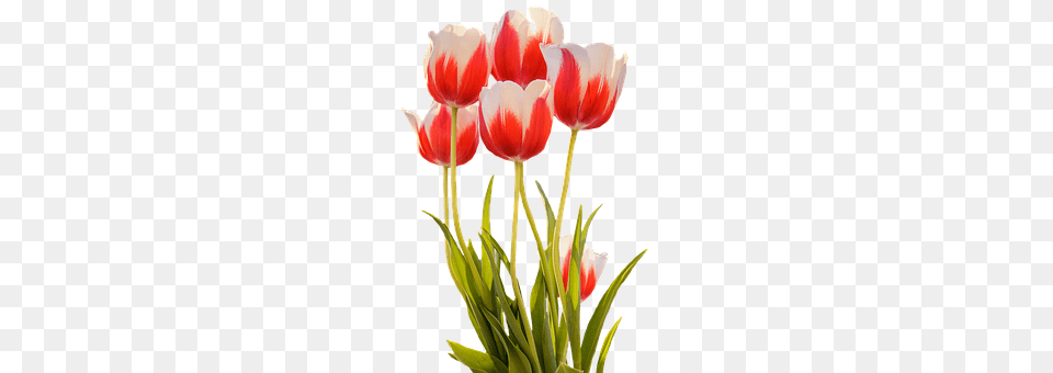 Tulips Flower, Plant, Tulip, Balloon Png