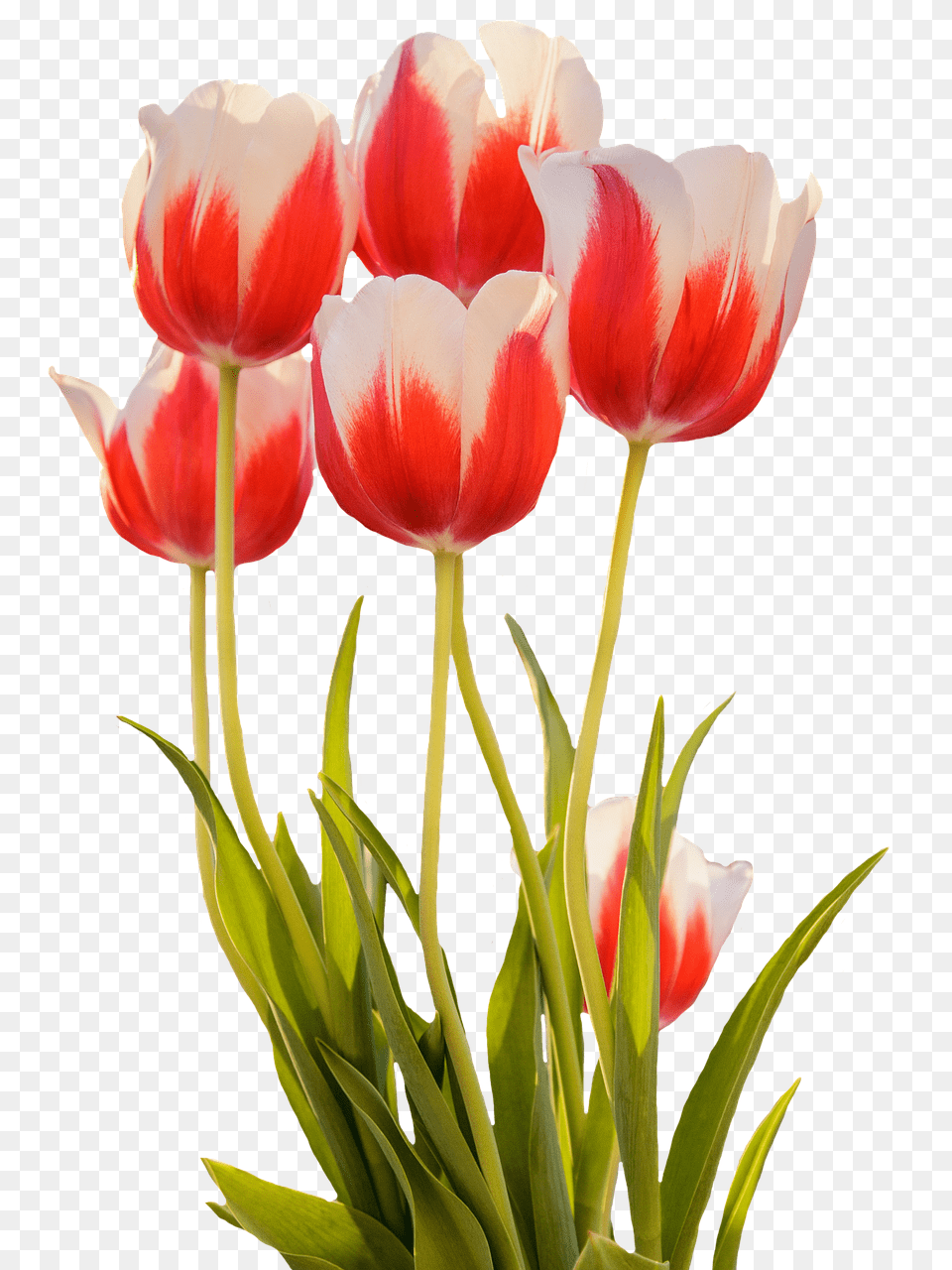 Tulips Flower, Plant, Tulip Png