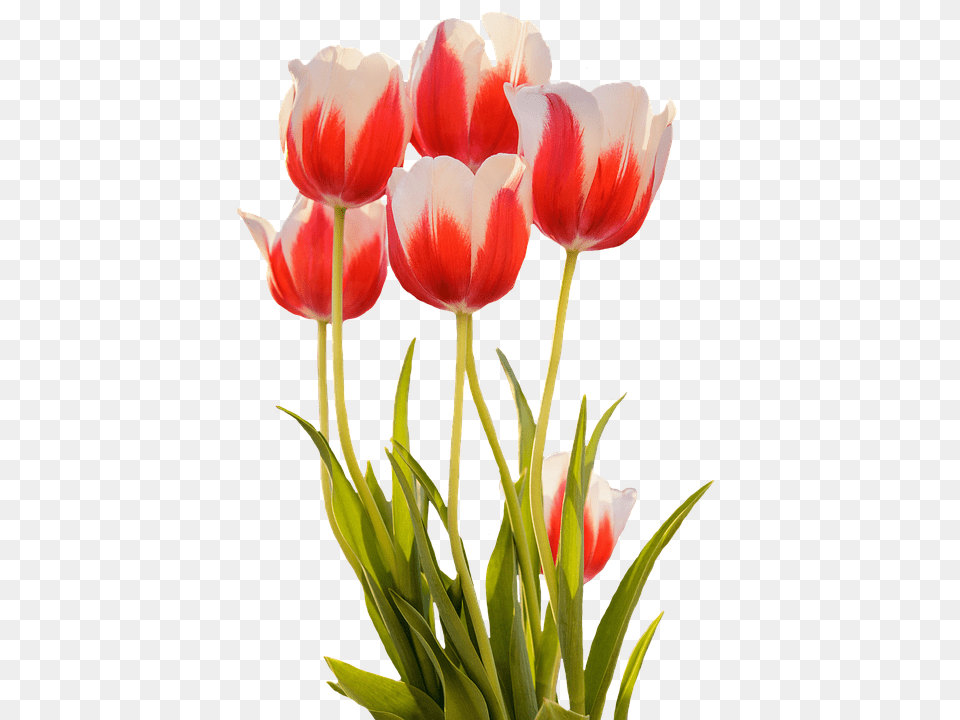 Tulips Flower, Plant, Tulip Free Transparent Png